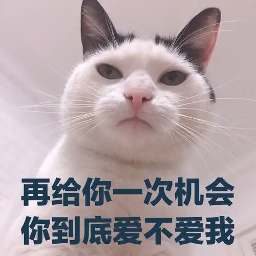 哄你对象时可以用的猫咪表情包
