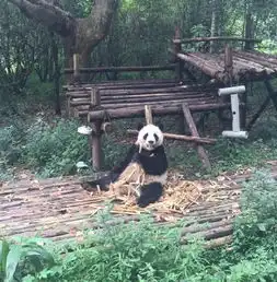 熊猫瘫完胜葛优躺软萌似芝麻汤圆
