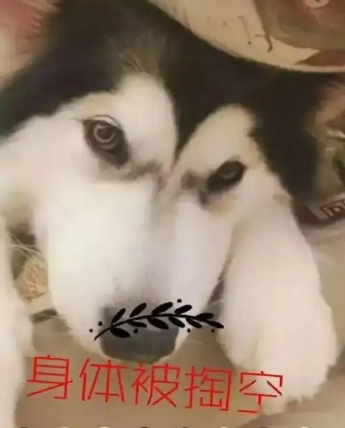 阿拉斯加表情包,阿拉粉斗图必备

