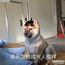 战八方傻狗表情包将头发梳成大人模样狗狗表情包下载乐游网游戏下载
