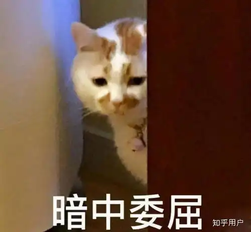 猫咪睡觉为什么会打呼噜
