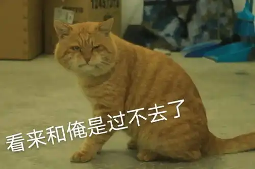 宿霸橘座保研财大公寓,是我喵生的坚持文末表情包暴击
