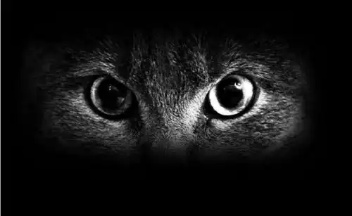 猫咪眼睛冷知识看起来特别迷人,但它真的看不清
