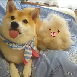 会移动的表情包这只戏精柴犬charmy堪称卖萌典范