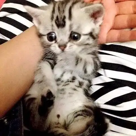 一只超忧郁的猫咪,真是我见犹怜呐
