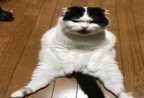 猫咪睡醒发现不对劲,赶紧岔开双腿一看铲屎的,你咋怎么狠心
