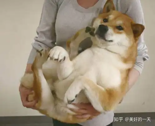 什么姿势抱狗狗,它会很反感
