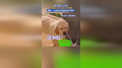 狗子帮主人干活,表情看上去多少有点不情愿
