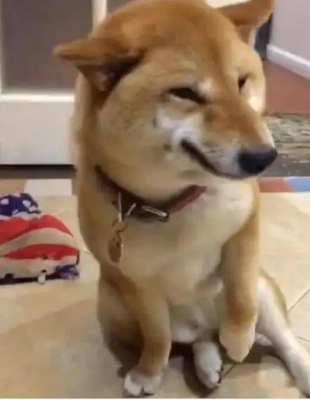 柴犬表情包搞笑狗子