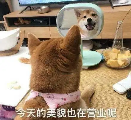 看完这些狗狗,再难过也会笑出声的