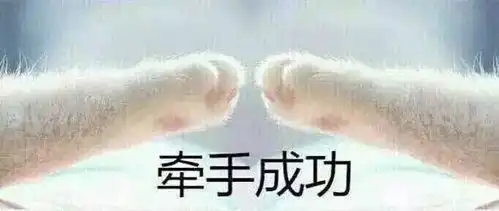 求猫咪牵手表情包的
