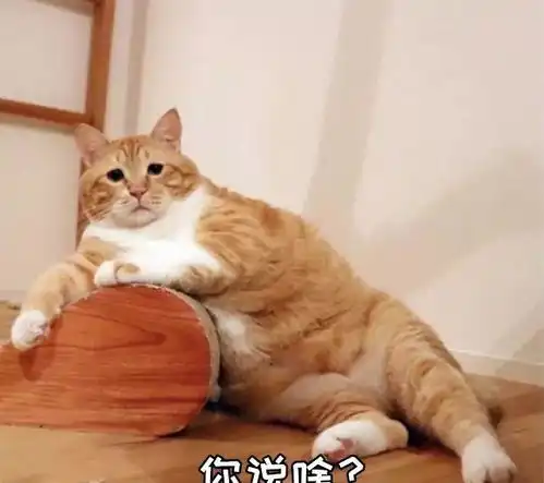 对猫咪用强后果你能承受得住吗
