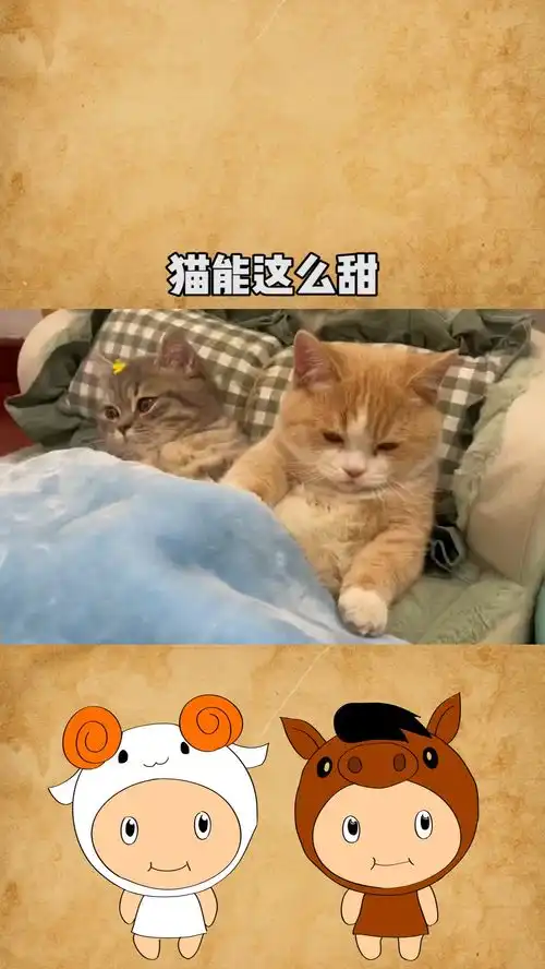 谁能想到猫能这么甜超可爱表情包
