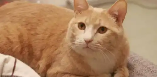 橘猫原来很高冷,生宝宝时生无可恋,让铲屎官笑得停不下来
