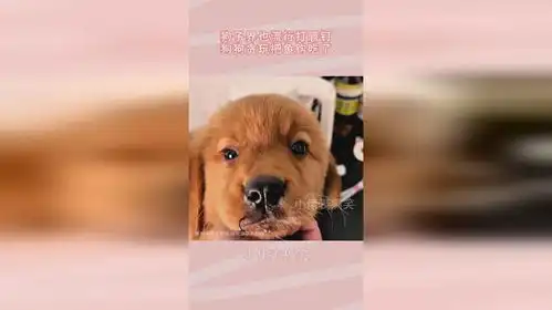 狗子界也流行打唇钉,狗狗贪玩把鱼钩吃了,小表情亮了
