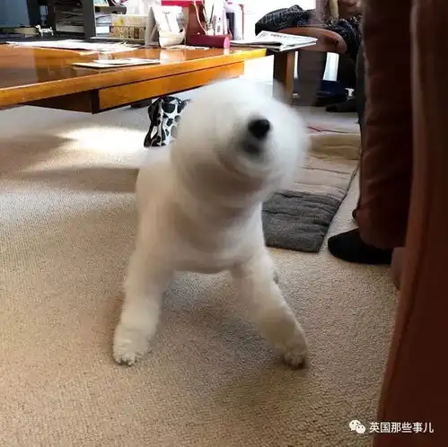 平时乖萌的汪星人一旦丑起来,各个都是高能崩坏表情包啊...

