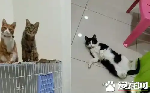 来看这人类疯啦123木头人游戏喵喵们反映超逗趣
