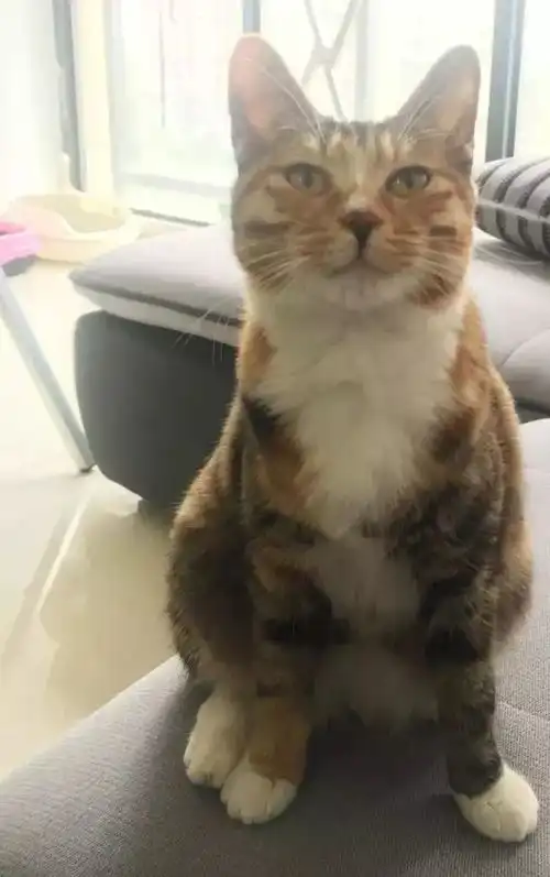 我觉得我能飞为双腿骨折的猫潘达办一场摇滚义演
