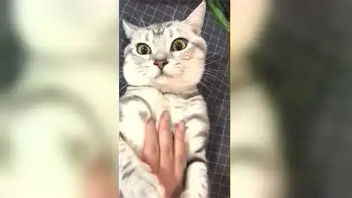 当软萌猫咪遇上戏精男主人,这委屈的小表情,看得我都心疼了
