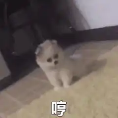 有这样的猫表情包的动图吗
