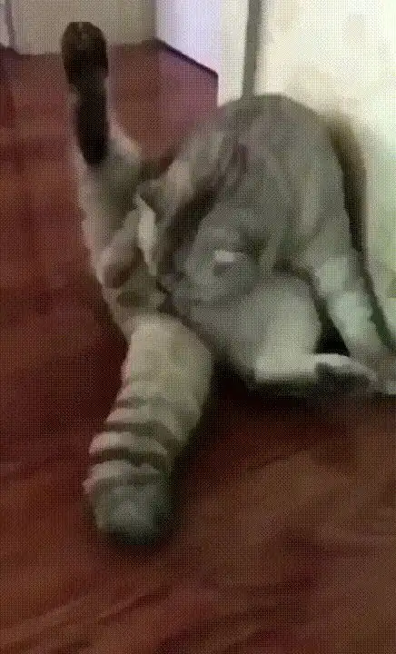 猫主子有那些搞笑的视频或者动态图
