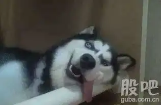 看看空狗们江南嘉捷601313

