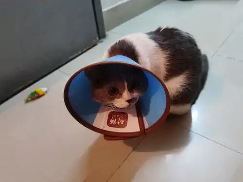 公猫绝育后几天可以取伊丽莎白圈
