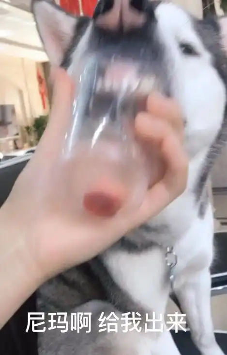 哈士奇的世界真的看不明白,二哈为了吃肠都使出绝技了还无功而返
