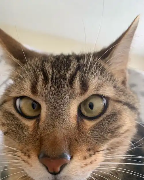 这些图片证明,每一只猫猫狗狗都有沙雕潜质
