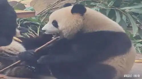 熊猫比剪刀手表情包干饭