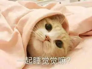 为什么猫咪会在看到你的时候把肚皮翻过来,原因真可爱
