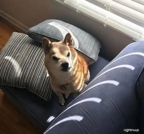 13岁的老柴犬,脾气不是一般的大,表情总是凶巴巴的
