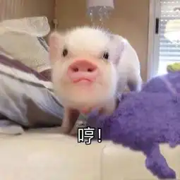 人眼睛里有猪的表情包
