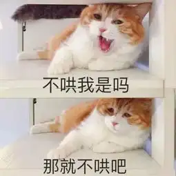 每日吸猫净化灵魂
