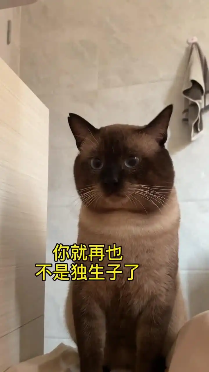 说再买个猫立马委屈了暹罗猫每帧都是表情包神评即是标题
