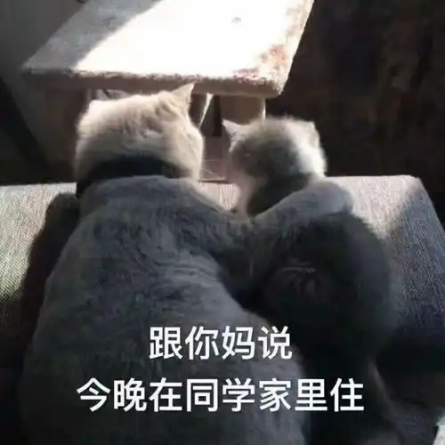让你直呼真实的沙雕文案
