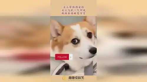 主人带狗狗安检,关上飞机一气呵成,狗狗表情瞬息万变
