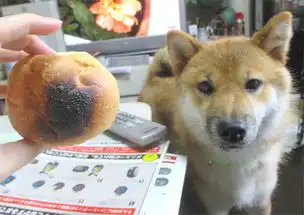 连柴犬本尊也困惑的柴犬吐司...不要玩食物好吗
