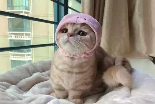 铲屎官给橘猫戴上粉红色帽子,结果遭猫咪嫌弃,高傲的表情太萌了
