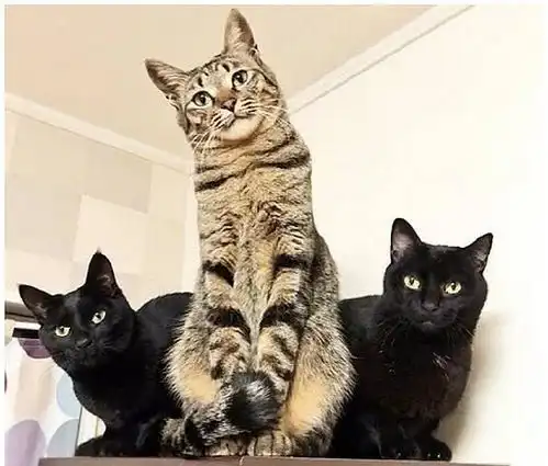 男子把猫咪放好拍照,发现中间那只姿势不对,赶紧拍照发朋友圈
