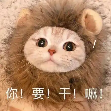 猫咪表情包做啥啥不对,天天只会睡
