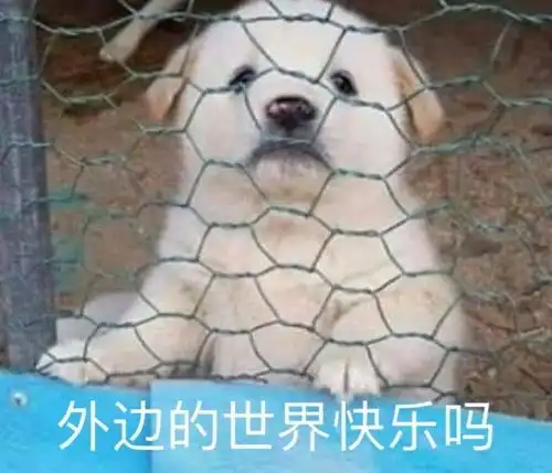 沙雕表情包l我养你啊笨
