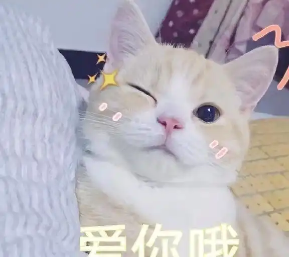 当一只猫爱你入骨,会有这10大表现,藏都藏不住
