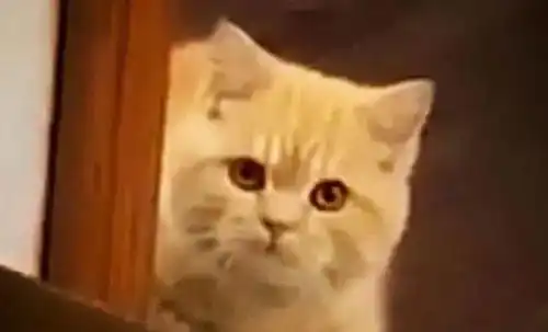 主人好几天没去上班,橘猫在门口伸出了脑袋,脸上表情充满了担心

