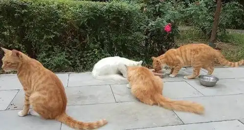 橘猫偷藏东西被主人发现后,它委屈的表情,让主人大笑

