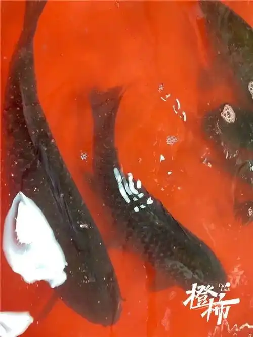 鲫鱼鳊鱼包头鱼今年淡水鱼集体涨价别急,杭州人爱吃的这几样水产,便宜了
