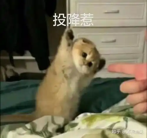 我什么都没问
