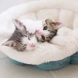 只想安静的做只美猫咪来自instagram的英短萌猫组合momomilo,慵懒睡姿惺忪表情迎接清晨的第一缕阳光
