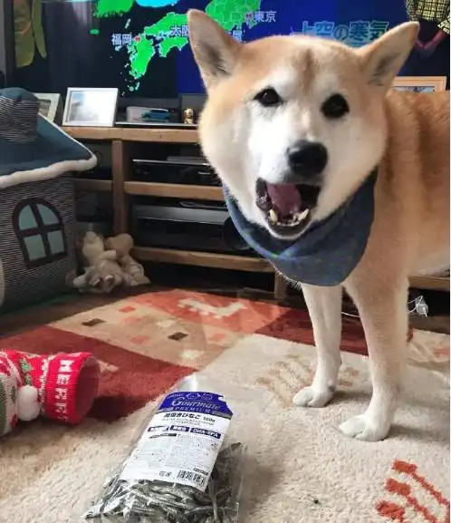 圣诞节给柴犬准备袜子,等到狗子醒来表情惊讶,圣诞老人送的礼物
