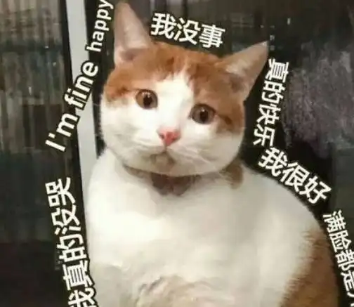 猫咪总喜欢把菊花对着你,你想过戳一下吗

